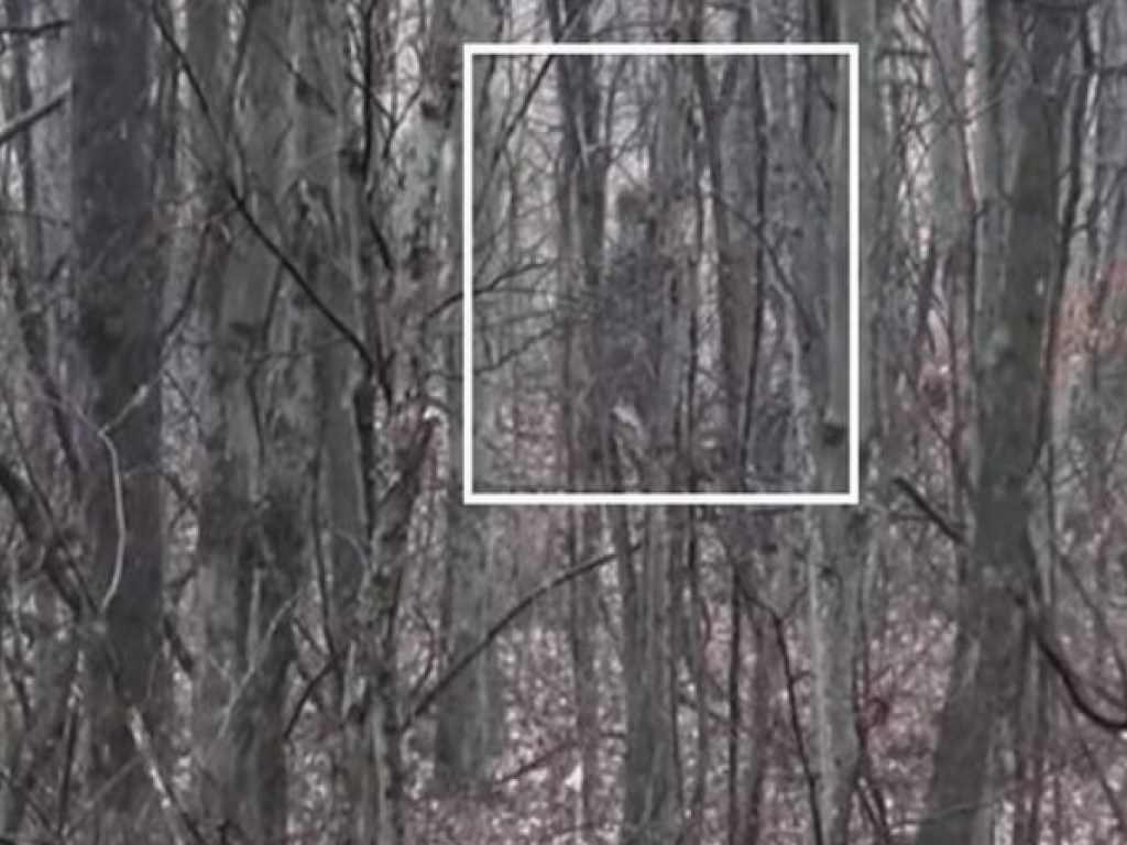 Дроны засняли лесного человека в лесах США (ФОТО, ВИДЕО)