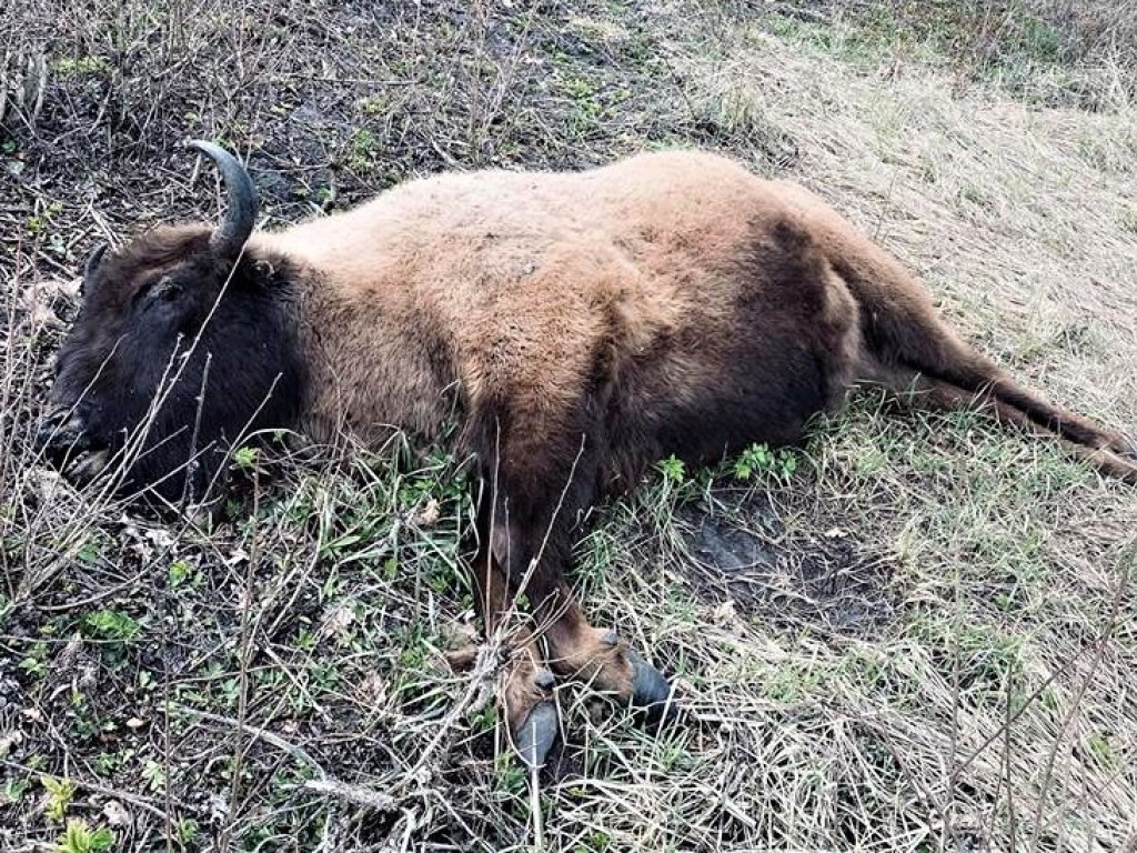 В Сумской области нашли убитой самку краснокнижного зубра (ФОТО)