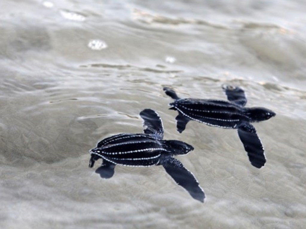 На пляжах Таиланда отложили яйца редкие черепахи (ФОТО)