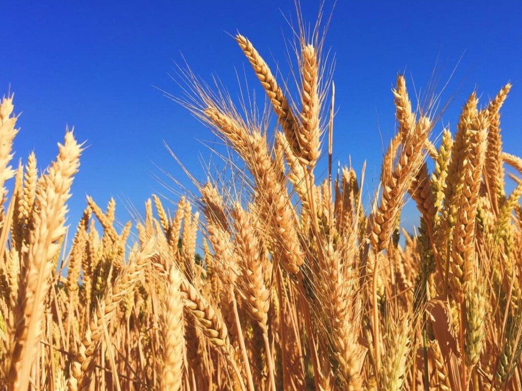 Аграрии рассказали, как на цену зерновых повлияют заморозки и засуха