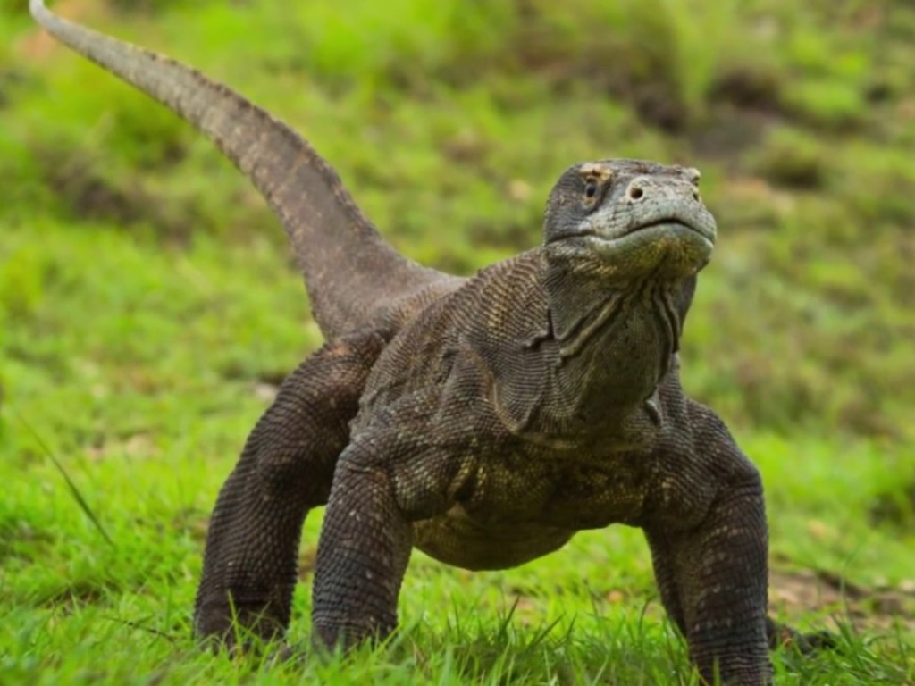 Нет туристов: Из-за еды в парке Таиланда устроили драку огромные ящерицы (ФОТО)