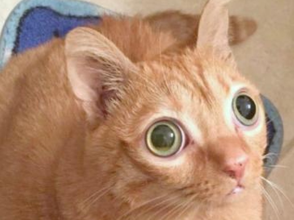 Гипнотический взгляд: Кот прославился на весь мир своими огромнейшими глазами (ФОТО)