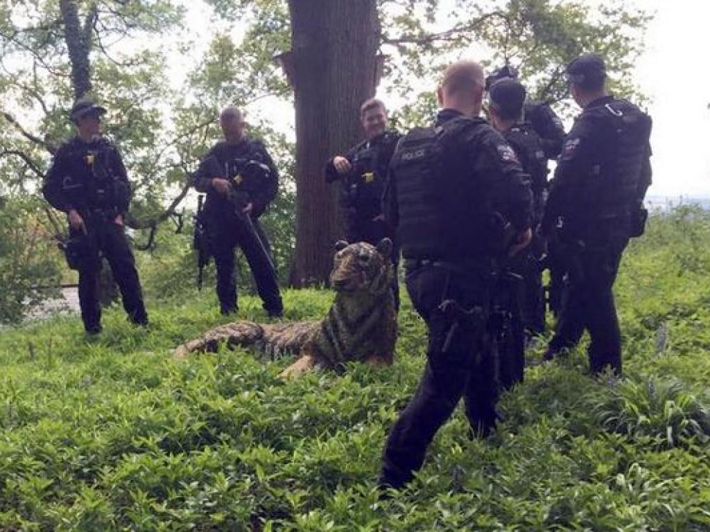 В Великобритании полицейские ловили тигра: позже выяснилось, что животное было скульптурой (ФОТО)