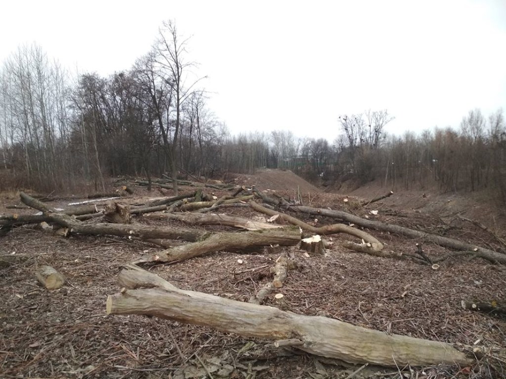 В Пирогово вырубают остатки леса, чтобы возвести новостройки – активист (ФОТО)
