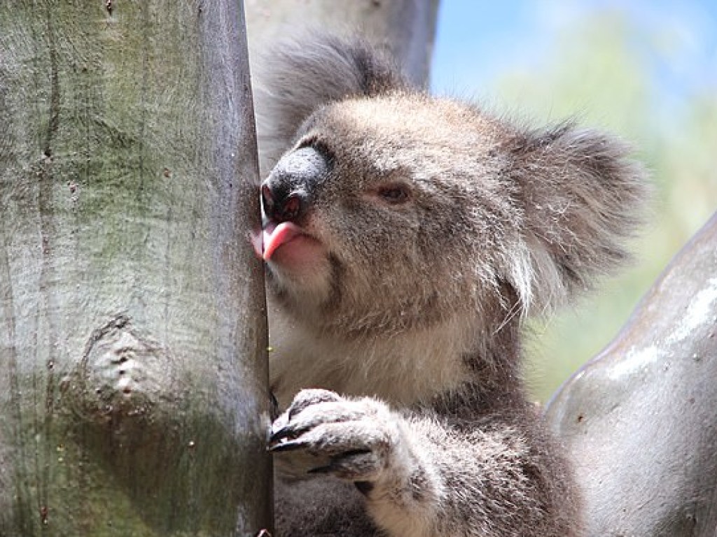 Австралийские ученые узнали ответ на вопрос о коалах, который их мучил 13 лет (ФОТО, ВИДЕО)