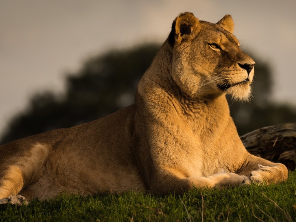 В Кении восемь львиц напали на льва (ВИДЕО)