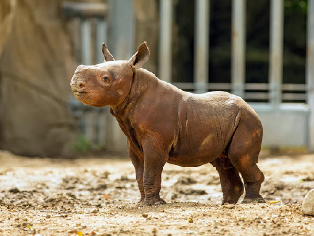 Розовый малыш: Маленький сиротка-носорог из Кении покорил Сеть (ВИДЕО)