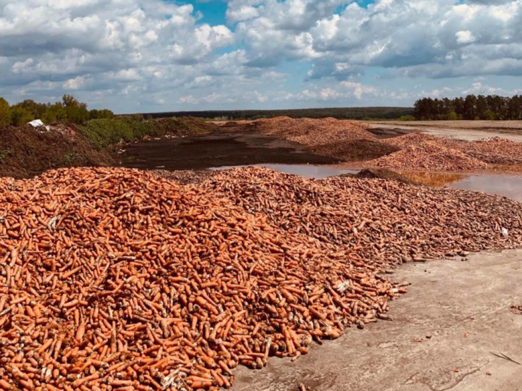 Под Киевом предприниматель выбросил пару тонн моркови, которую не удалось продать (ФОТО, ВИДЕО)
