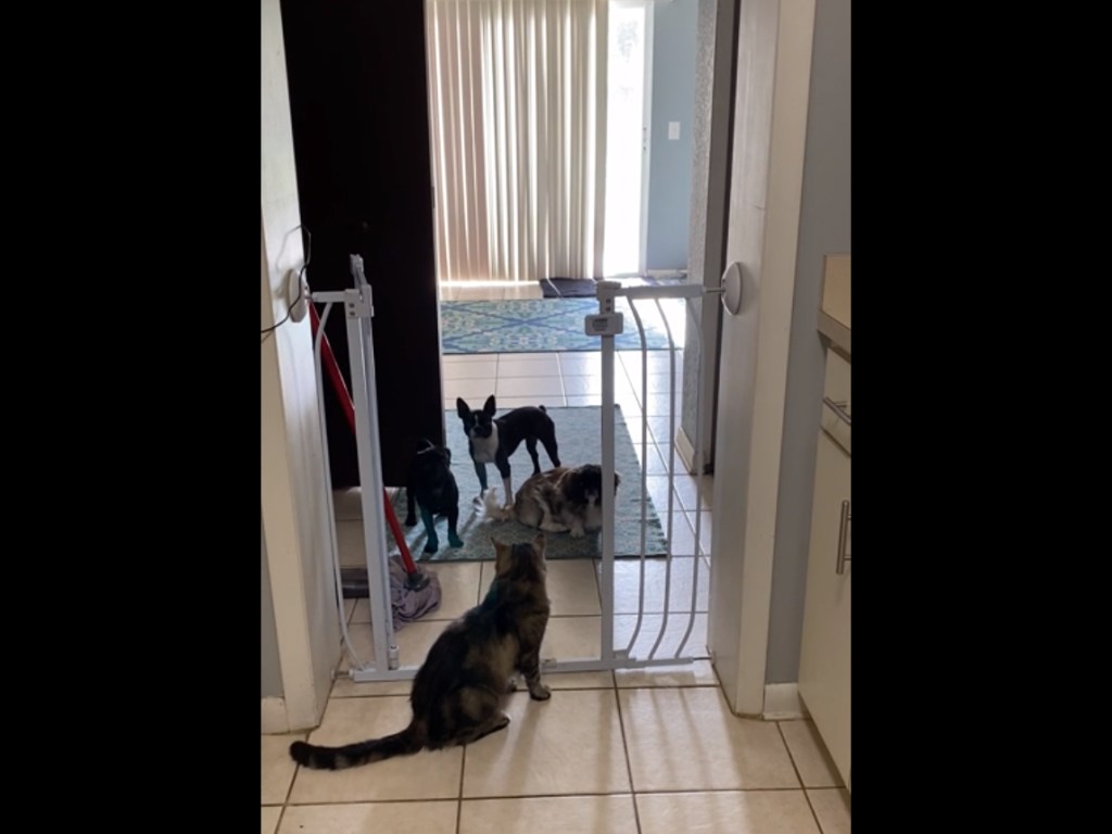 Суровый кот дал троим собакам понять, кто в доме хозяин (ВИДЕО)