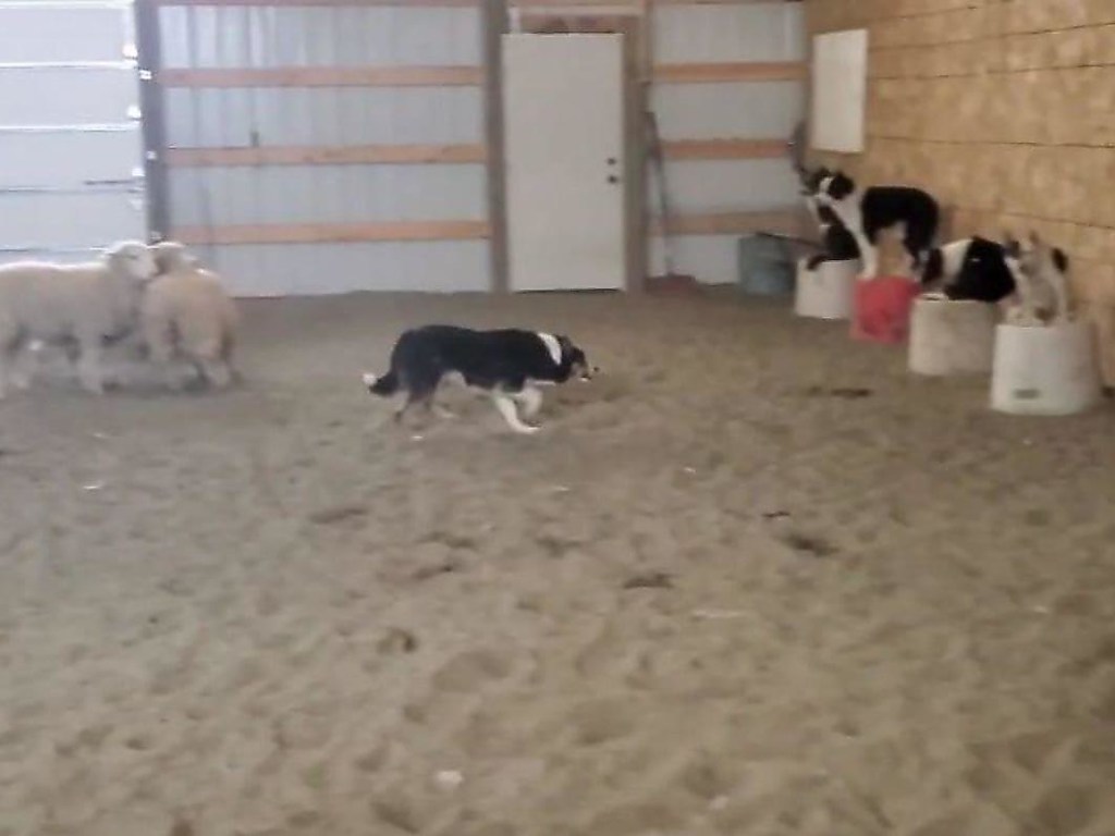 Пастушьи собаки продемонстрировали свои способности на тренировке в вольере (ФОТО, ВИДЕО)