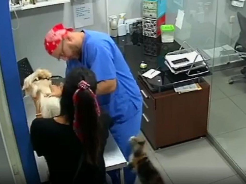 Кот заступился за собаку: он укусил ветеринара, делающего прививку (ВИДЕО)