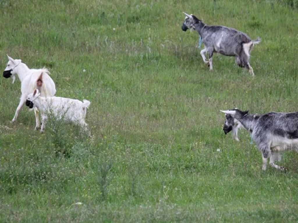 Коронавирус такой коронавирус: В Днепре на коз надели маски (ФОТО)