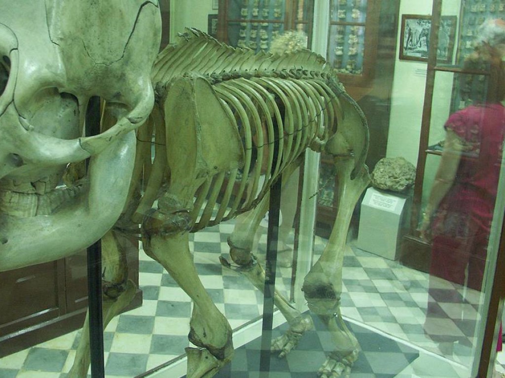 В Германии археологи нашли скелет слона возрастом 300 тысяч лет (ВИДЕО)