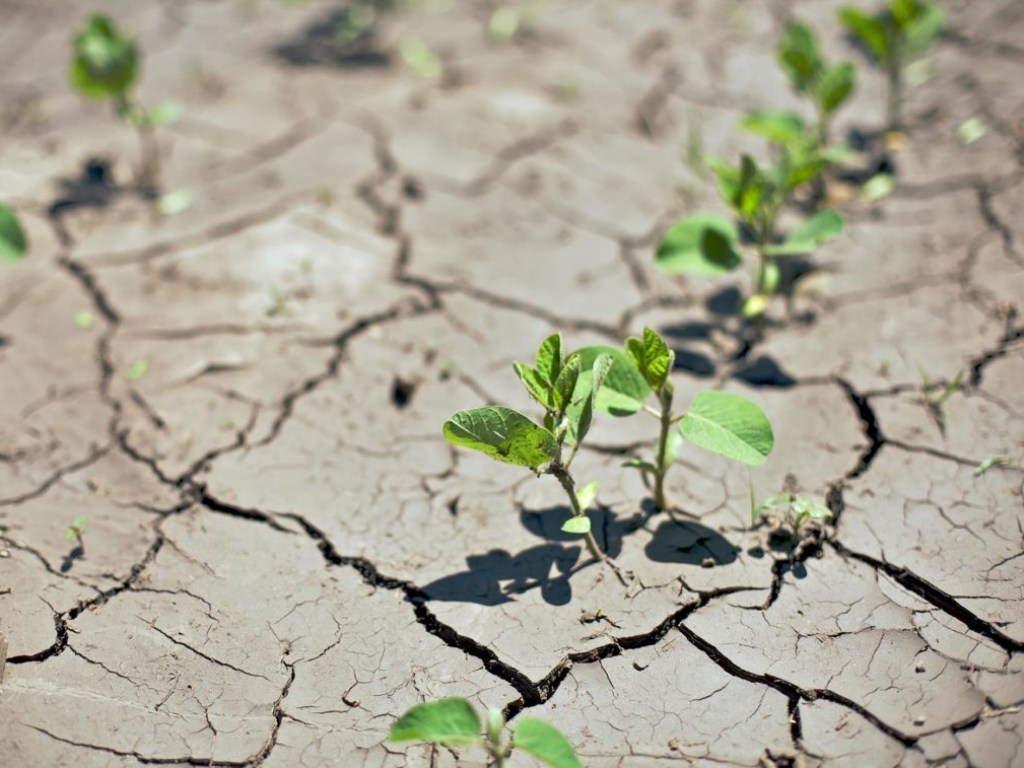 Эксперт о гибели урожая в Украине: засуху можно победить только искусственной системой орошения полей