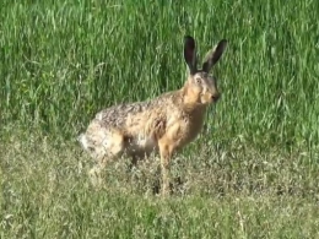 «Безбашенный заяц»: ушастый приблизился на рекордно близкое расстояние от людей (ФОТО, ВИДЕО)