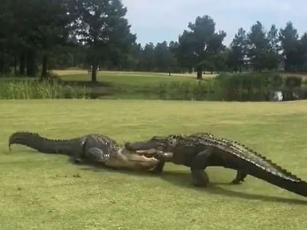 Устроили схватку посреди поля: огромные крокодилы, не поделили площадку для гольфа (ФОТО, ВИДЕО)