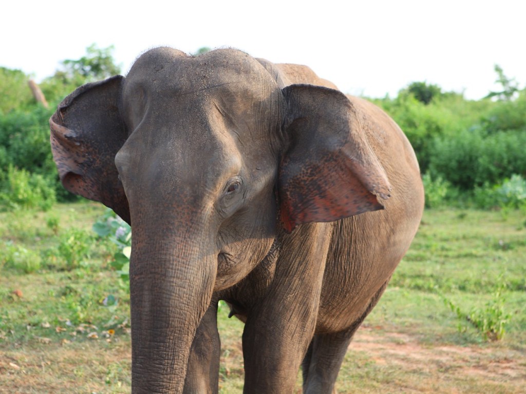 В Индии слониха отважно защитила своего детеныша от стаи волков (ВИДЕО)