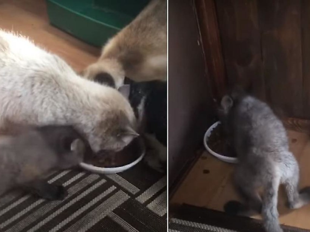 Наглый лисёнок стащил миску и отказался делиться едой с котами (ВИДЕО)