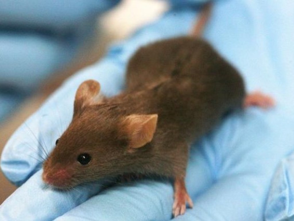 Ученым удалось вырастить человеческие уши на спинах у мышей