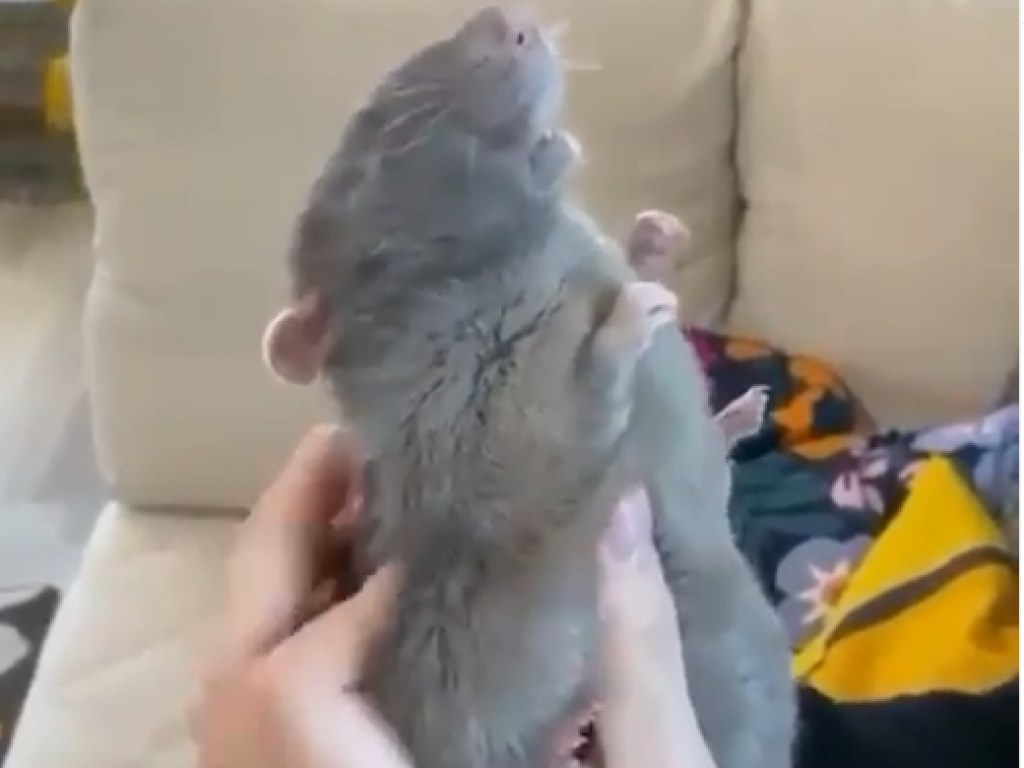 Мышь была счастлива: животному сделали нежный массаж (ФОТО, ВИДЕО)