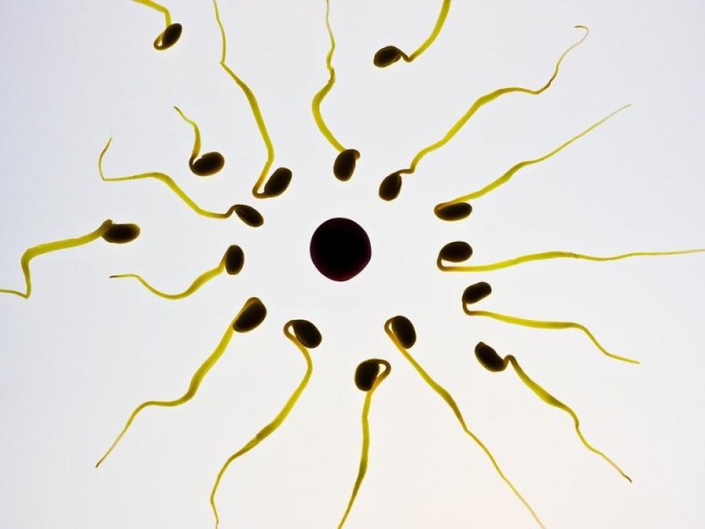 Ученые обнаружили уникальную способность женских яйцеклеток