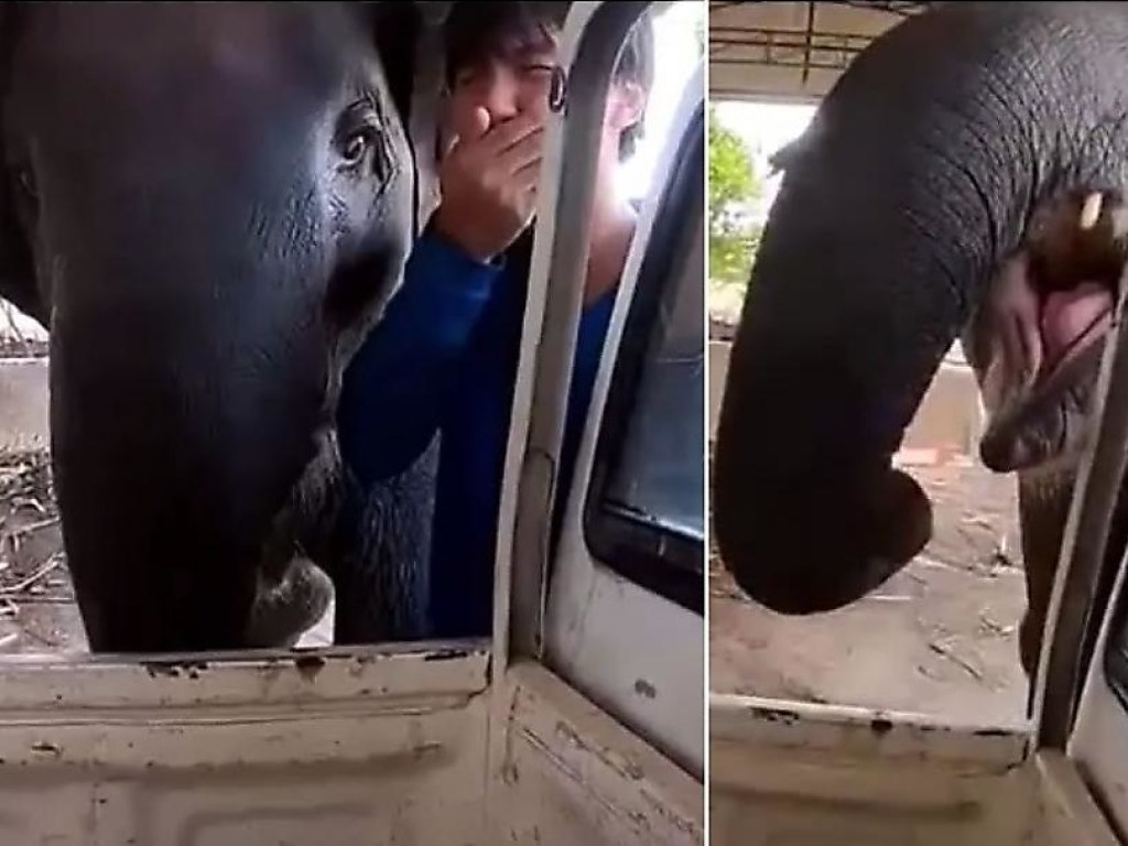 Молодой слоненок устроил истерику, когда его покинул хозяин (ФОТО, ВИДЕО)