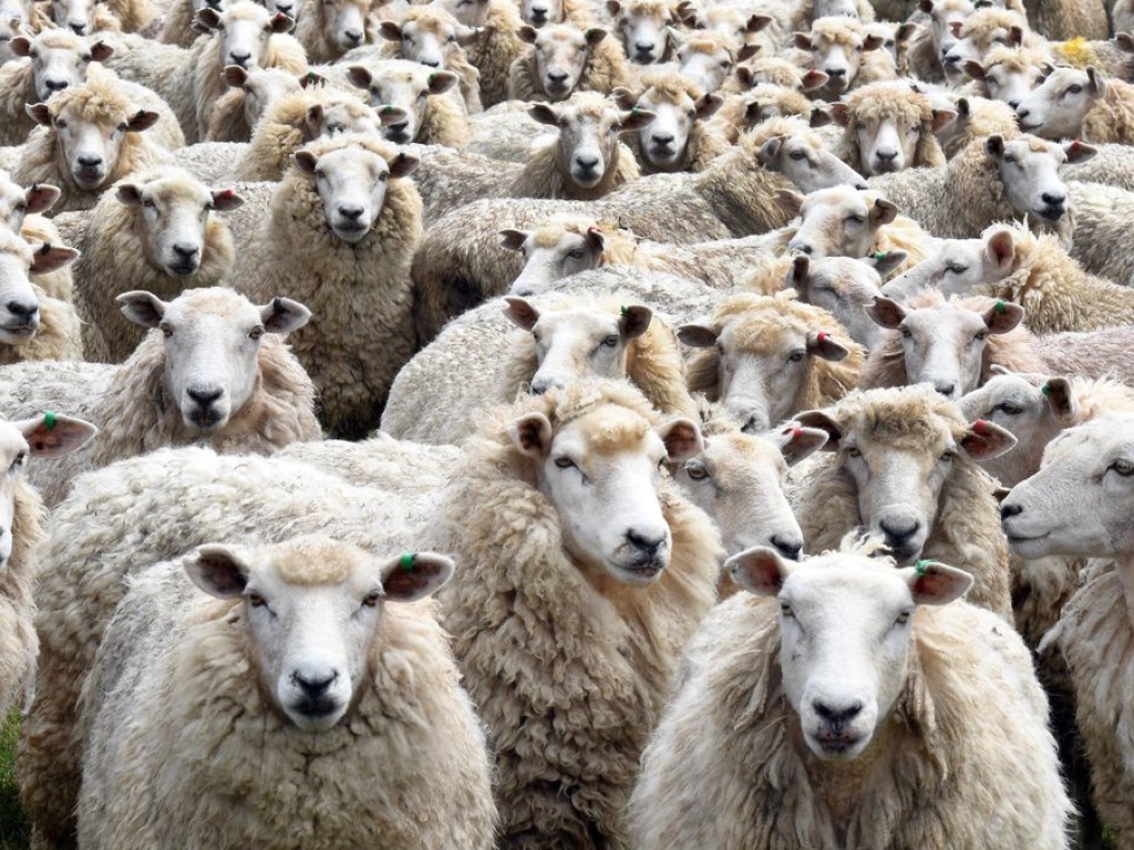 Румынский пастух со стадом овец случайно проник на Закарпатье