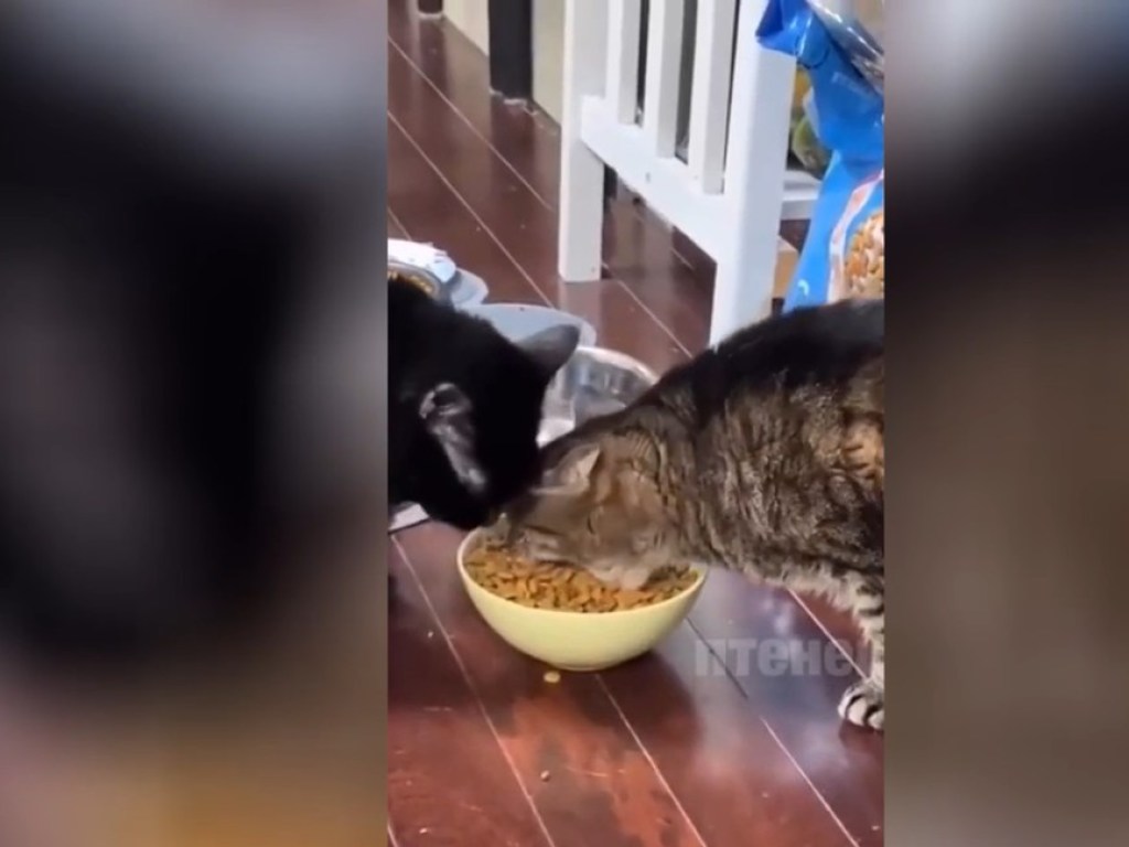 Кот с челюстью экскаватора перестал делится с соседом вкусняшками (ФОТО, ВИДЕО)