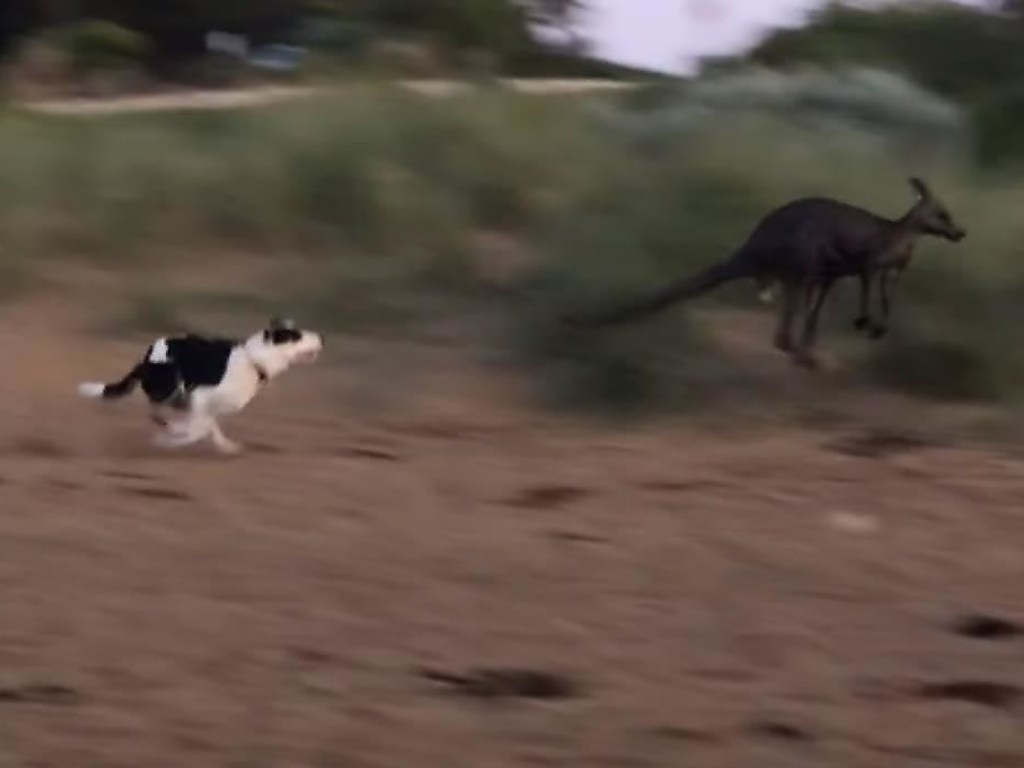 Два пса устроили погоню за кенгуру на австралийском пляже (ФОТО, ВИДЕО)