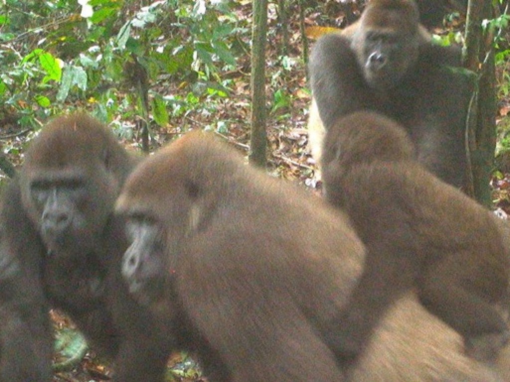В Нигерии удалось обнаружить самых редких в мире горилл (ФОТО, ВИДЕО)