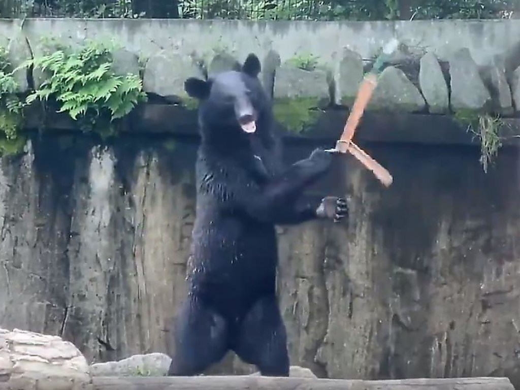 Медведь с нунчаками восхитил посетителей зоопарка (ФОТО, ВИДЕО)
