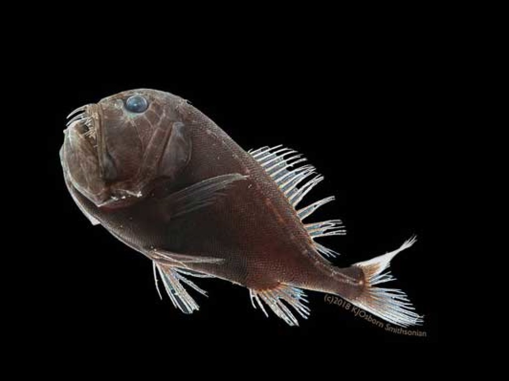 У берегов США обнаружили «невидимых» черных рыб (ФОТО)