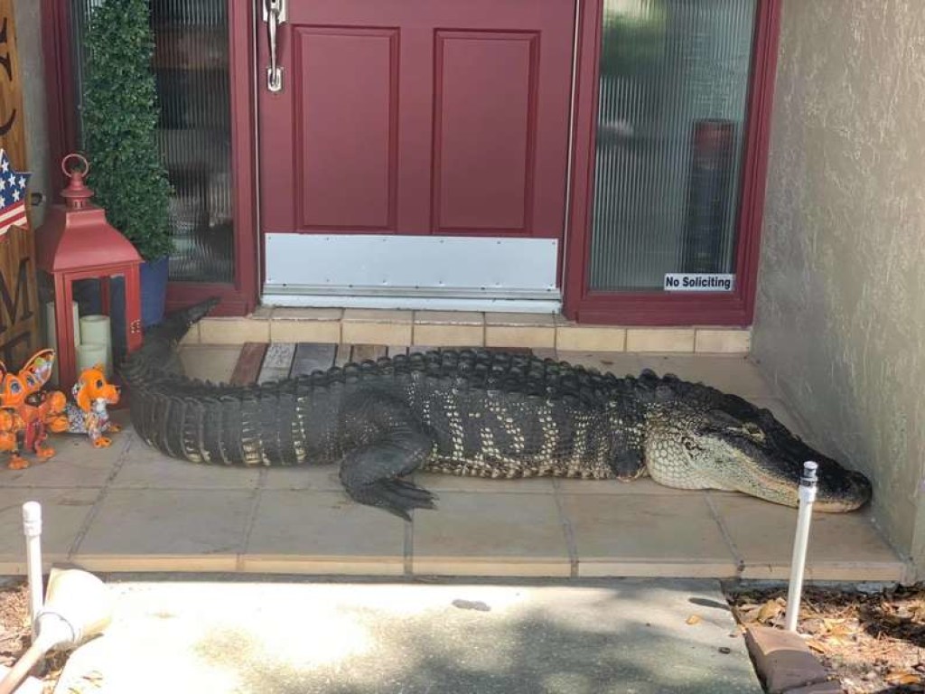 Огромный аллигатор отдыхал в тени: американцы пережили шок, увидев на пороге дома рептилию (ФОТО)