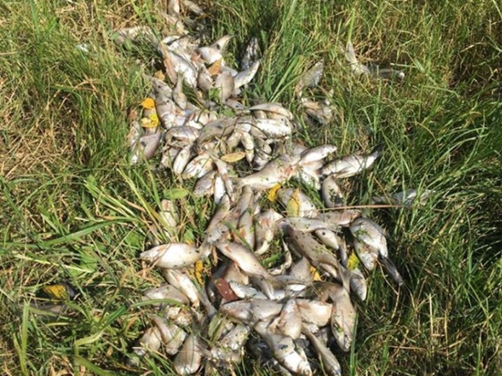 На Житомирщине обнаружили мор рыбы (ФОТО)