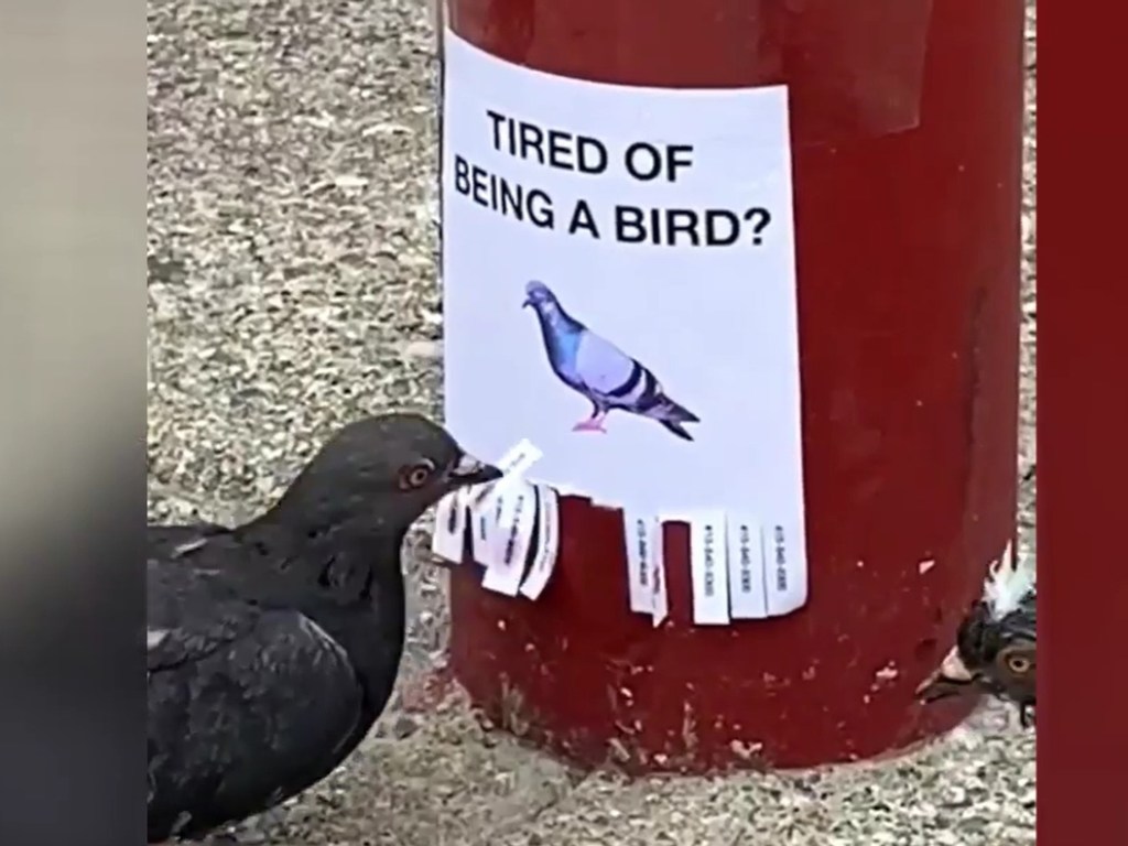 «Надоело быть птицей?»: Пранк с голубями набирает популярность в Сети (ФОТО, ВИДЕО)