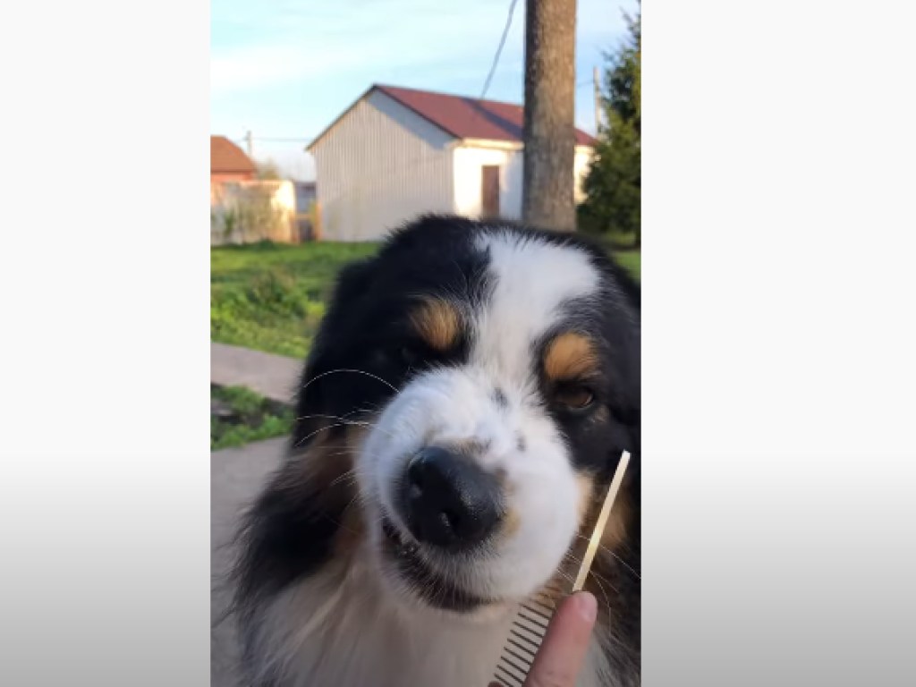 Милый неряха: Пес, который ненавидит расческу, насмешил интернет (ФОТО, ВИДЕО)