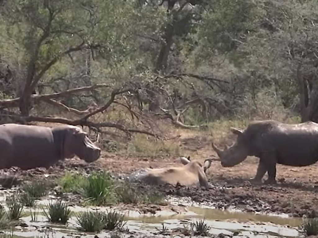 Бегемот влюбился в носорога и решил прилечь рядом с ним (ФОТО, ВИДЕО)
