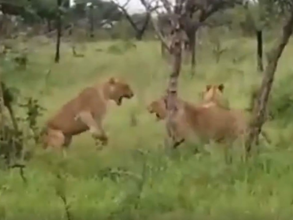 Туристы стали свидетелями схватки двух львов (ФОТО, ВИДЕО)