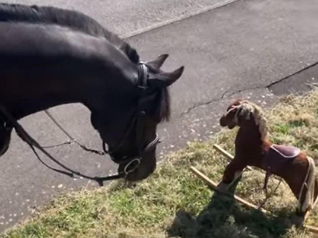Лошади испугались игрушечной копии коня и развеселили Сеть (ФОТО, ВИДЕО)