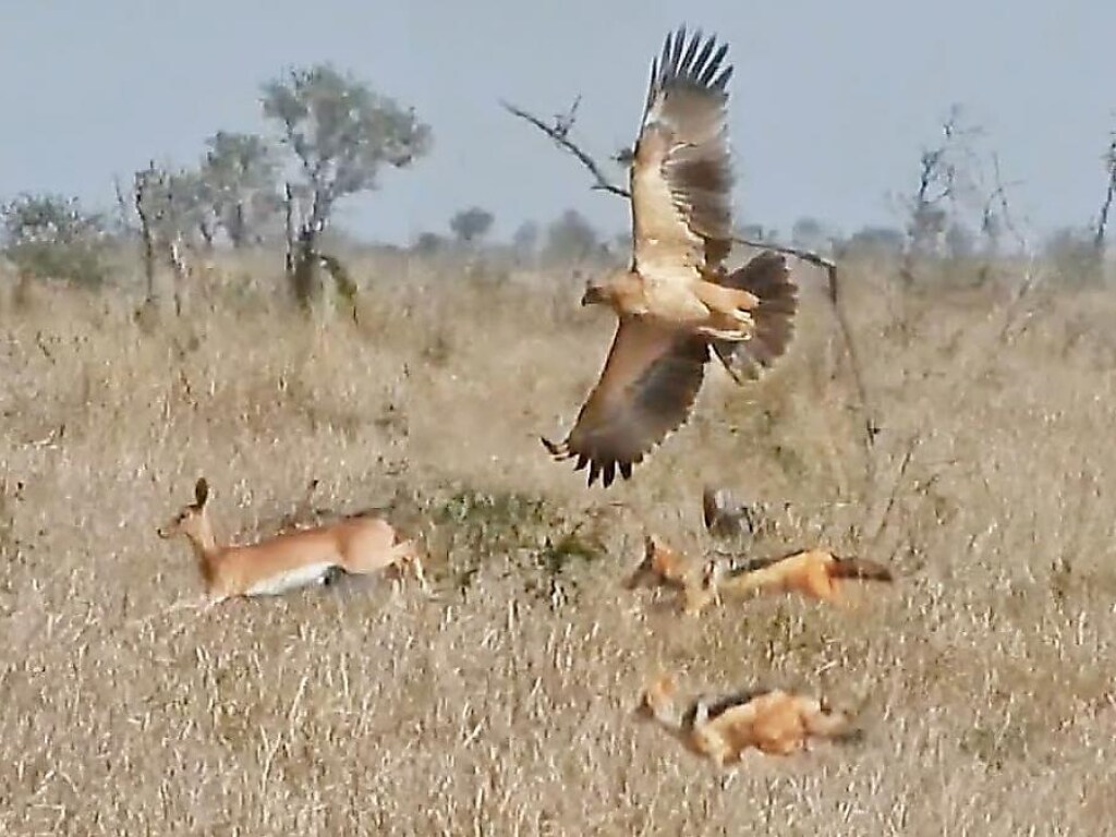 Орел и два шакала решили устроить совместную охоту за антилопой в ЮАР (ФОТО, ВИДЕО)