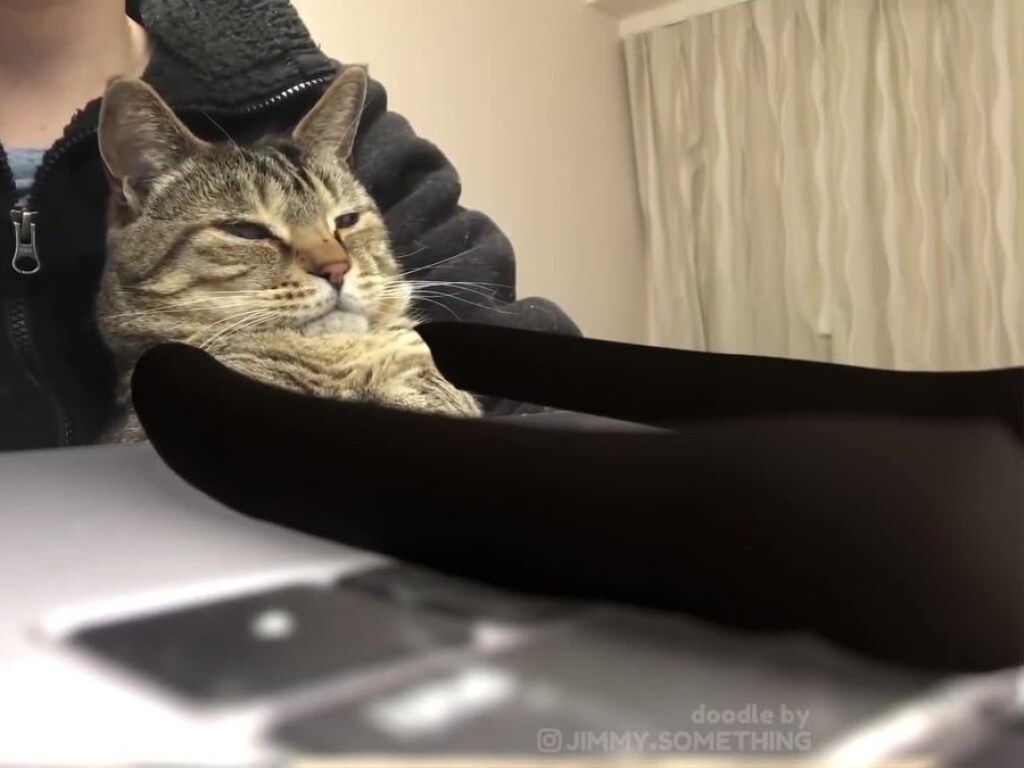 Печатал лапками: кот «работал» за ноутбуком и насмешил Сеть (ФОТО, ВИДЕО)