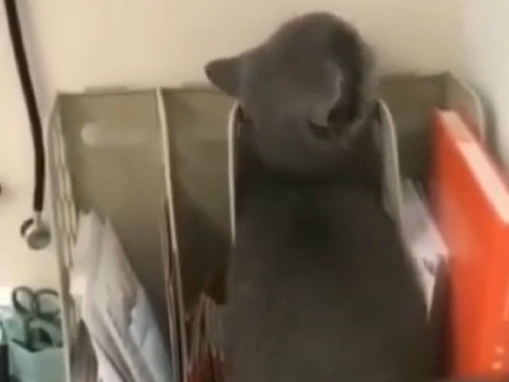 Не хотел идти к ветеринару: кот замаскировался под канцелярские принадлежности (ФОТО, ВИДЕО)