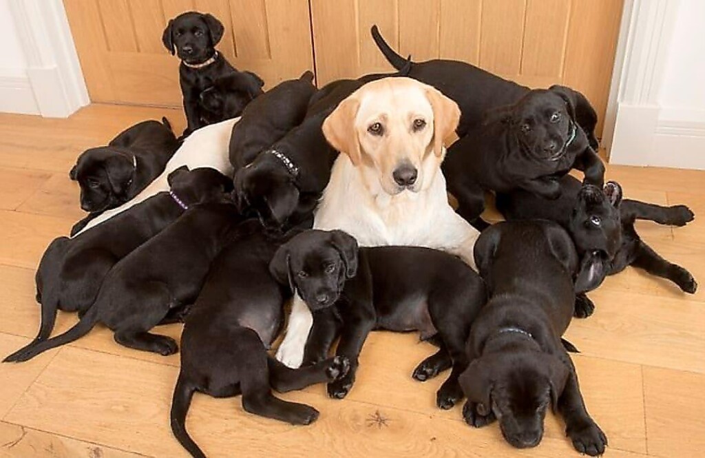 Светлая собака произвела на свет 13 абсолютно черных щенков. ФОТО