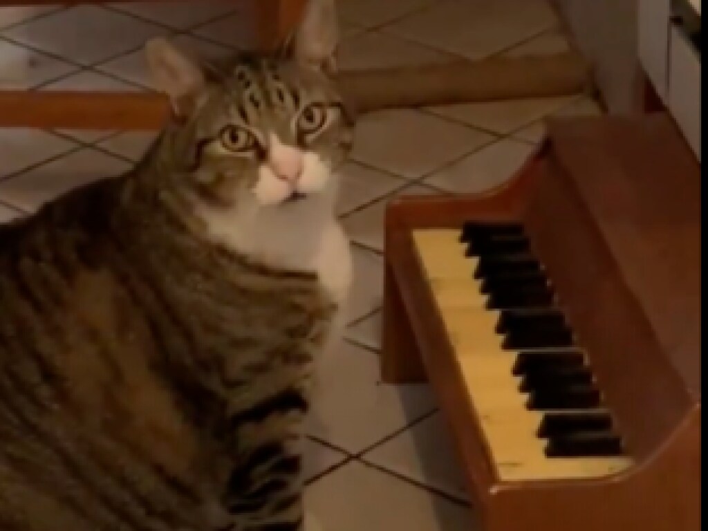 Девушка научила играть кота на пианино: ролик взорвал Сеть (ФОТО, ВИДЕО)