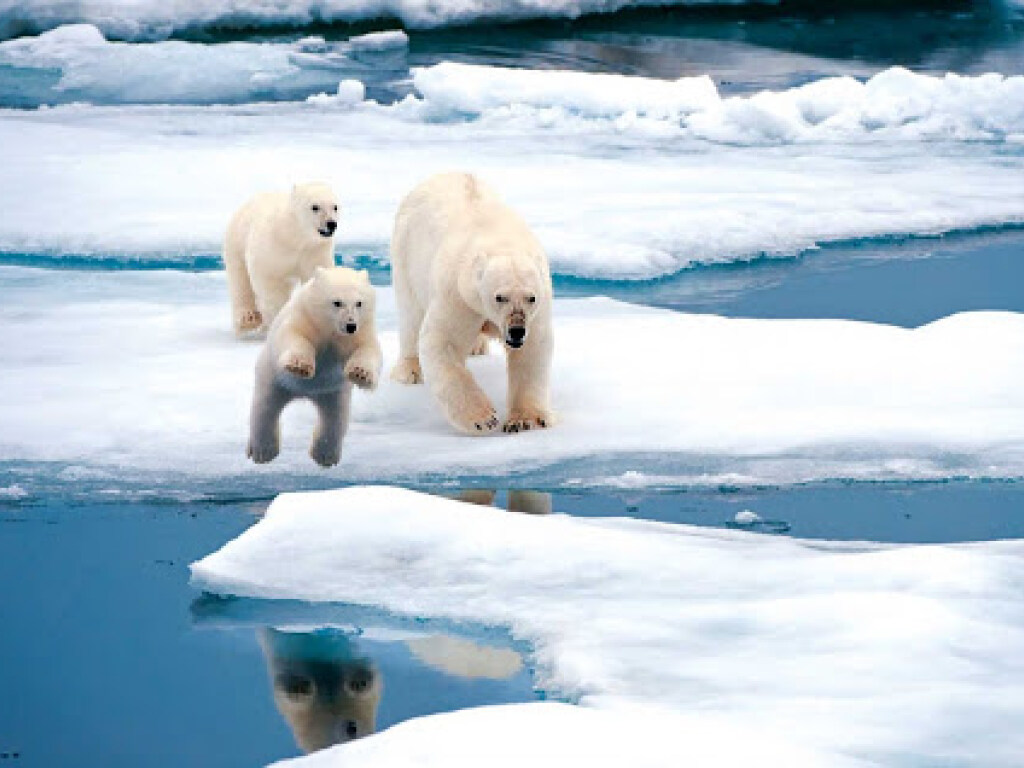 В Арктике стремительно тают ледники: Ученые выяснили, когда этот процесс закончится