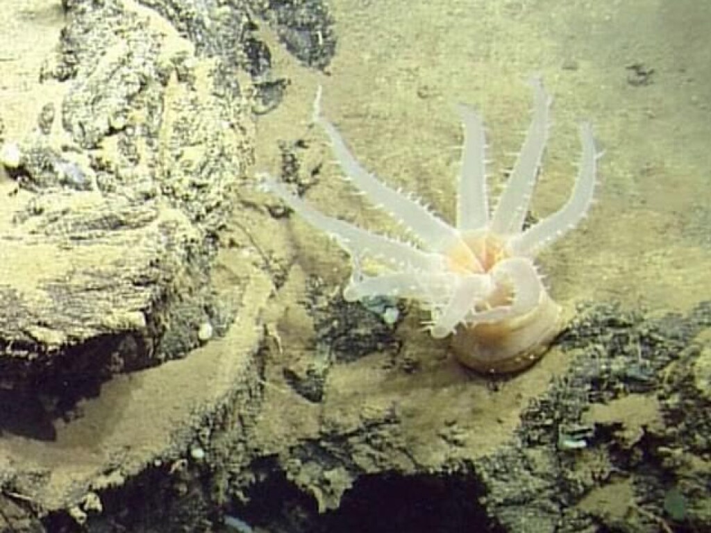В Тихом океане обнаружены неизвестные науке виды глубоководных существ (ФОТО)