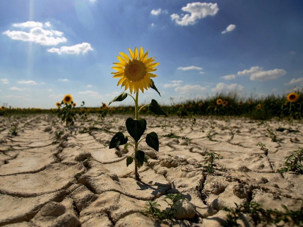 В Одесской области из-за засухи почти погибли урожаи подсолнечника и кукурузы &#8211; аграрии