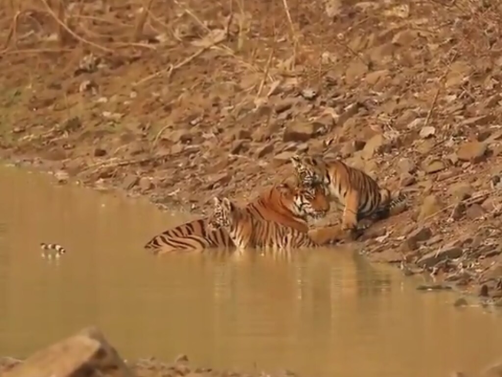 В Индии путешественник сфотографировал «пикник» семьи тигров у водоема