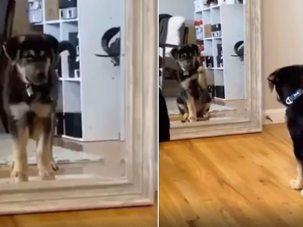 Вежливый щенок поздоровался со своим отражением в зеркале и умилил Сеть (ФОТО, ВИДЕО)