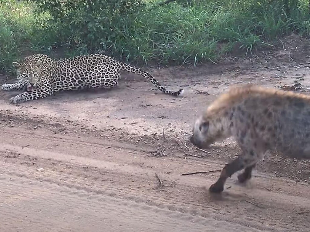 Самец гиены побеспокоил леопарда и едва не поплатился за это жизнью (ФОТО, ВИДЕО)